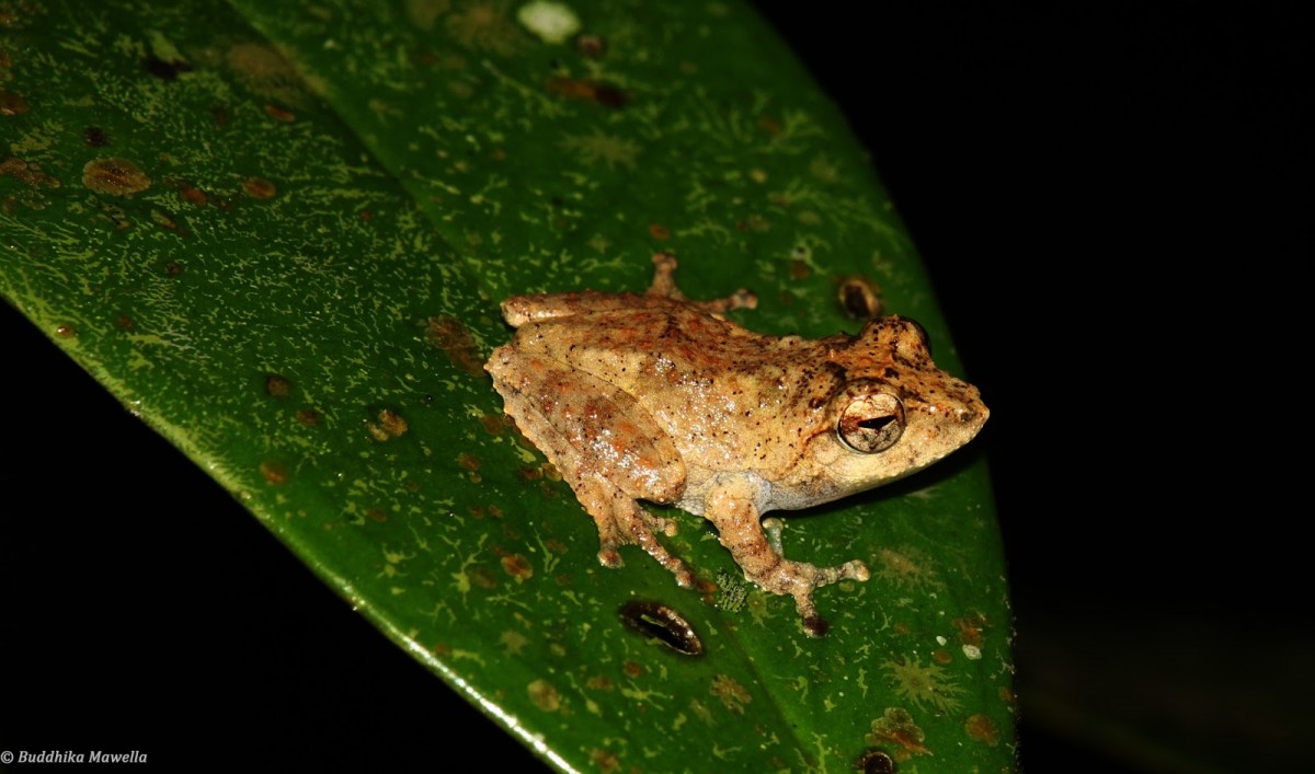 Pseudophilautus mittermeieri Megaskumbura & Manamendra-Arachcchi, 2005